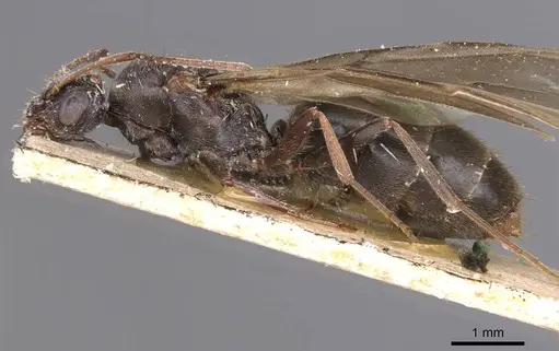 Lepisiota somalica specimen