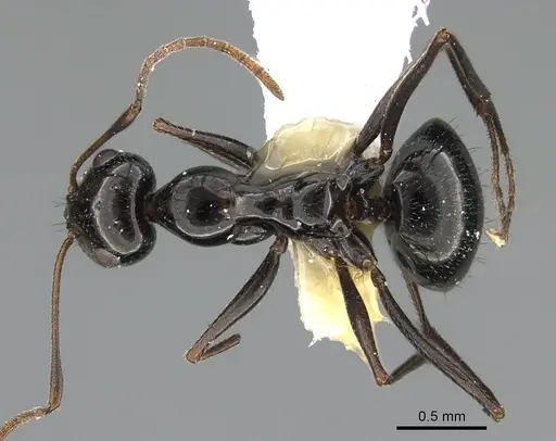 Lepisiota spinisquama specimen