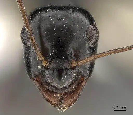 Lepisiota spinisquama specimen