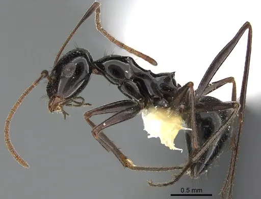 Lepisiota spinisquama specimen