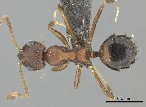 Lepisiota spinosior specimen