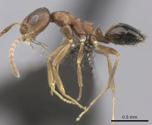 Lepisiota spinosior specimen