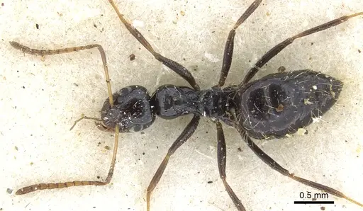 Lepisiota submetallica specimen