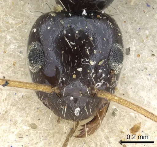 Lepisiota submetallica specimen