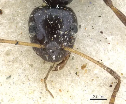 Lepisiota submetallica - CASENT0903159