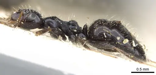 Lepisiota submetallica - CASENT0903159