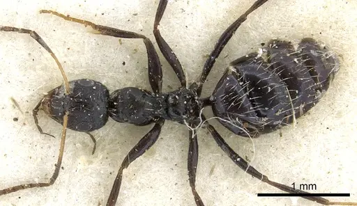 Lepisiota submetallica - CASENT0903160