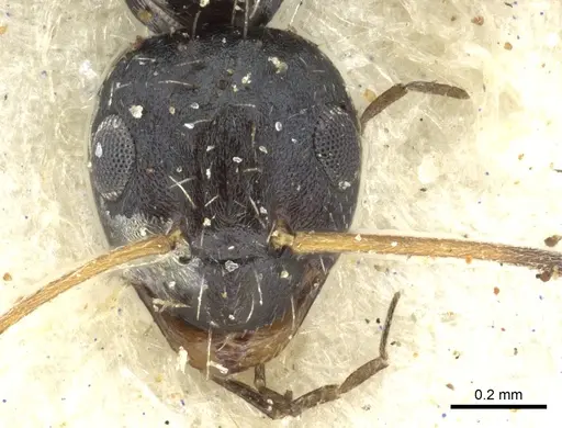 Lepisiota submetallica - CASENT0903160