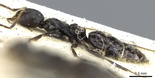 Lepisiota submetallica - CASENT0903160