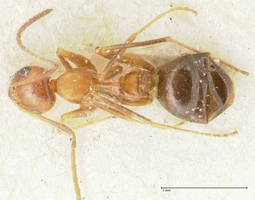 Lepisiota syriaca specimen