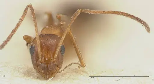 Lepisiota syriaca specimen