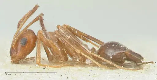 Lepisiota syriaca specimen