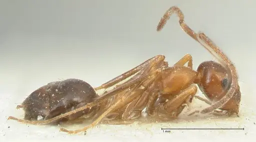 Lepisiota syriaca - FOCOL2203