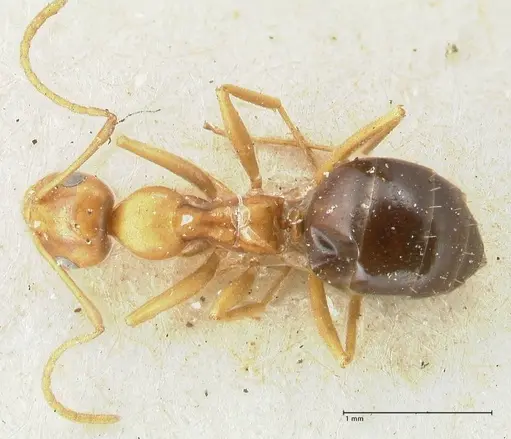 Lepisiota syriaca - FOCOL2204