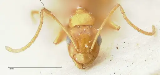 Lepisiota syriaca - FOCOL2204