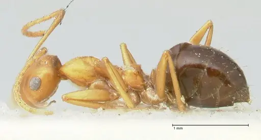 Lepisiota syriaca - FOCOL2204