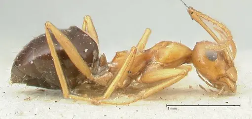 Lepisiota syriaca - FOCOL2204