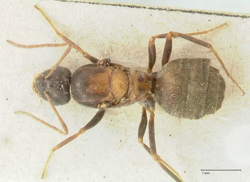 Lepisiota syriaca - FOCOL2205