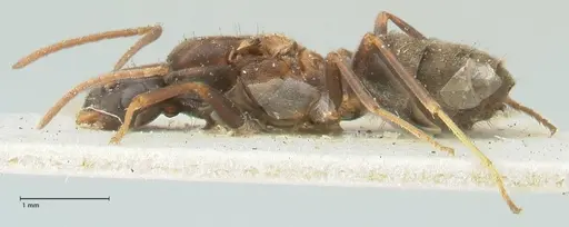 Lepisiota syriaca - FOCOL2205