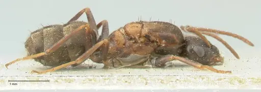 Lepisiota syriaca - FOCOL2205