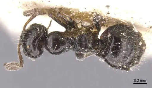 Lepisiota tenuipilis specimen