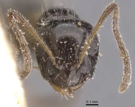 Lepisiota tenuipilis specimen