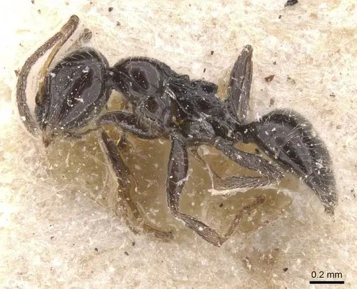 Lepisiota tenuipilis specimen