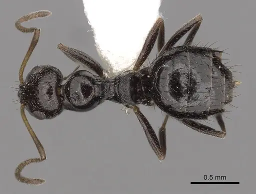 Lepisiota validiuscula specimen