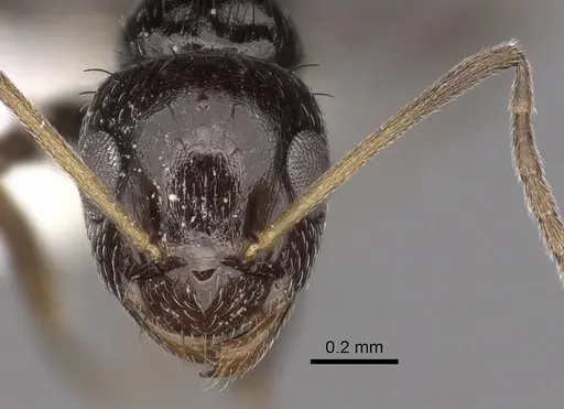 Lepisiota validiuscula specimen