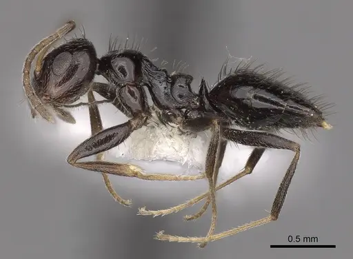 Lepisiota validiuscula specimen