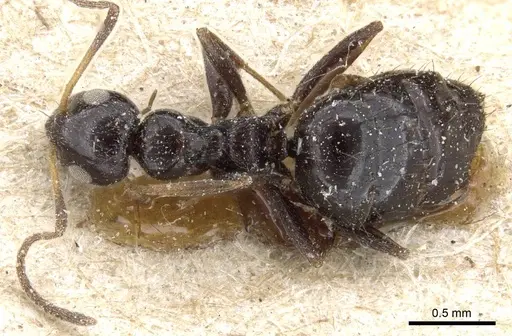 Lepisiota validiuscula - CASENT0905155