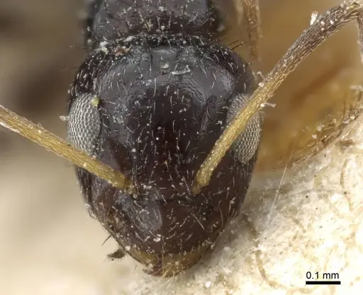 Lepisiota validiuscula - CASENT0905155