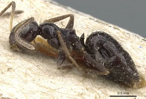 Lepisiota validiuscula - CASENT0905155