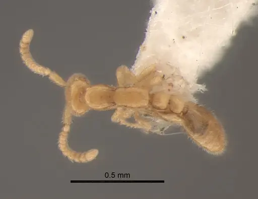 Leptanilla acherontia specimen