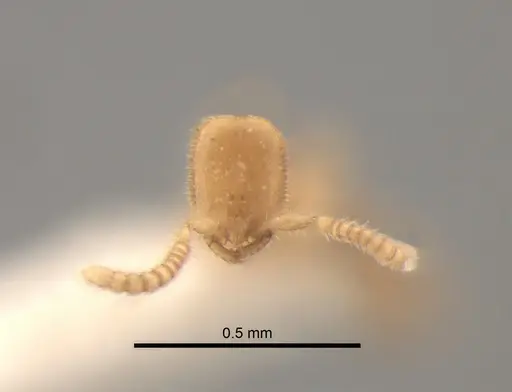 Leptanilla acherontia specimen