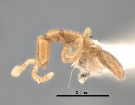 Leptanilla acherontia specimen