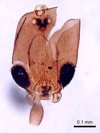 Leptanilla africana specimen