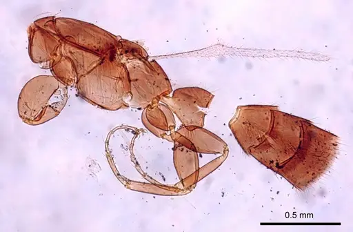 Leptanilla africana specimen