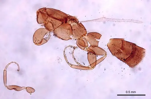 Leptanilla africana specimen