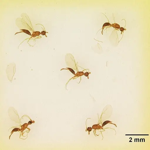 Leptanilla anomala specimen