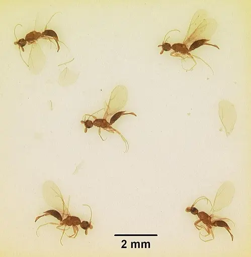 Leptanilla anomala specimen
