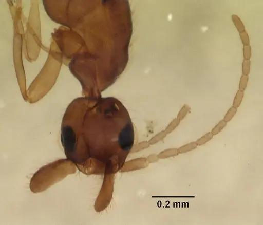 Leptanilla anomala specimen