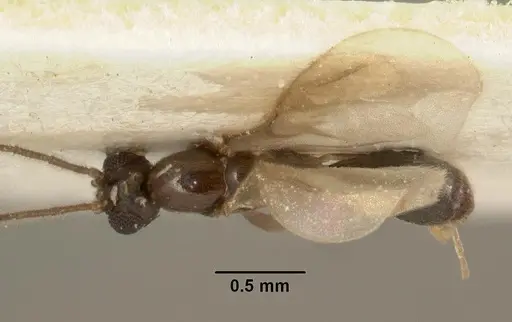 Leptanilla argamani specimen