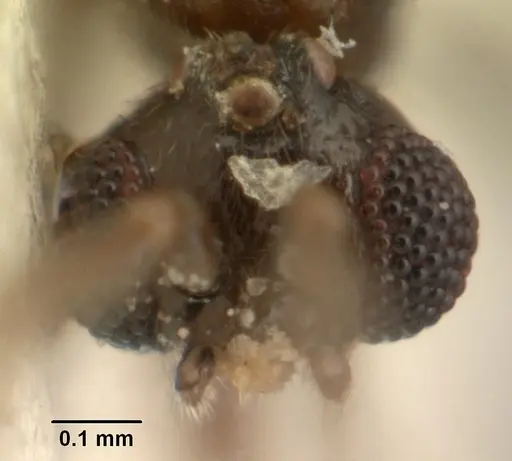 Leptanilla argamani specimen