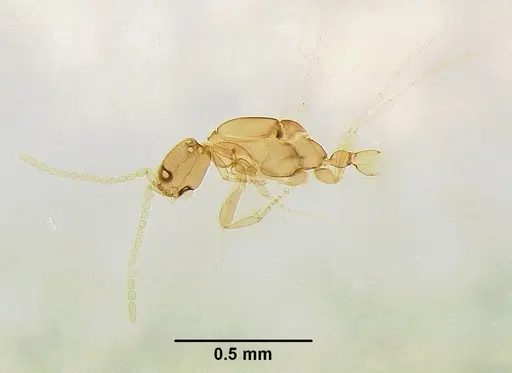 Leptanilla astylina specimen
