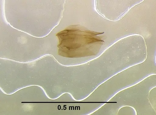 Leptanilla astylina specimen