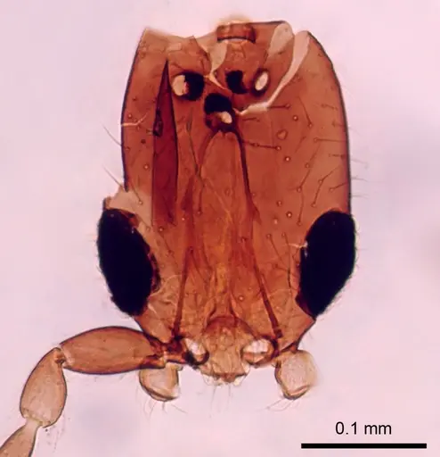 Leptanilla australis specimen