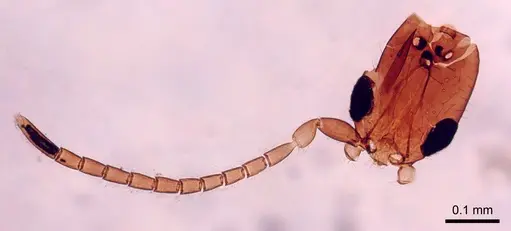 Leptanilla australis specimen