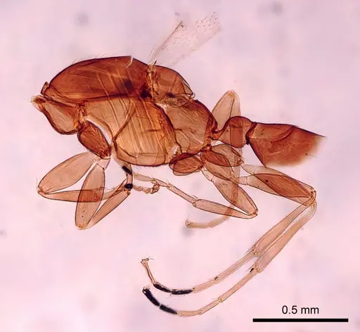 Leptanilla australis specimen