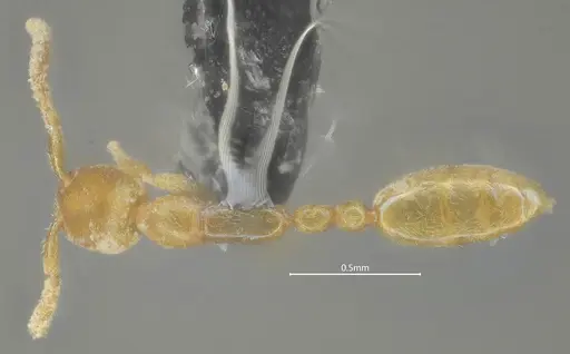 Leptanilla beijingensis specimen